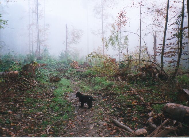 Vicky im Bittenfelder Wald