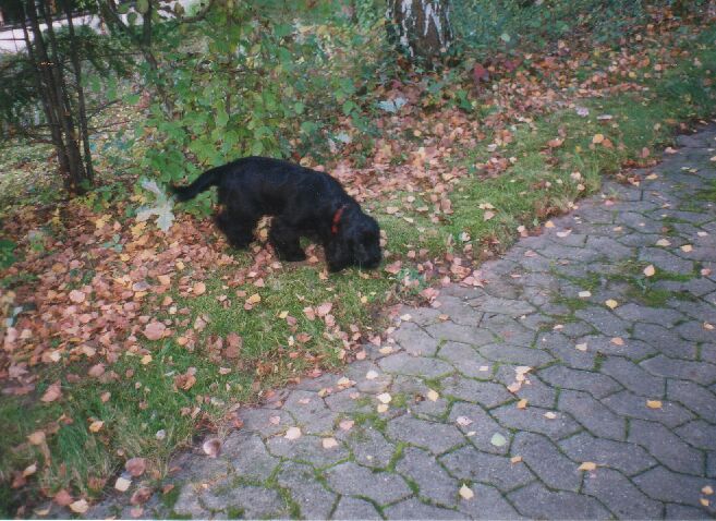 Vicky schnuppert für ihr Leben gern