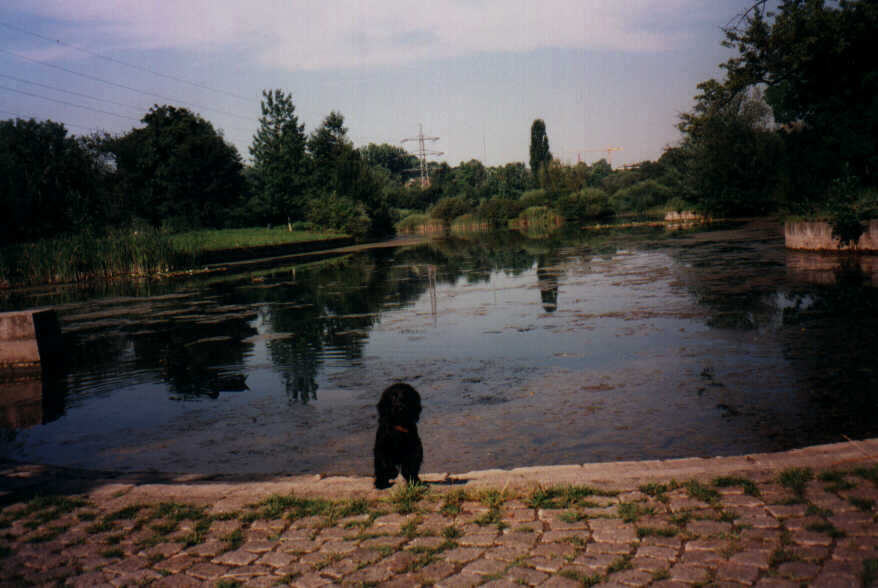 Vicky und der Teich